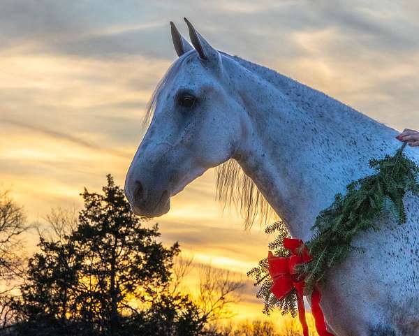 hunting-tennessee-walking-horse