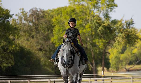 tennessee-walking-horse