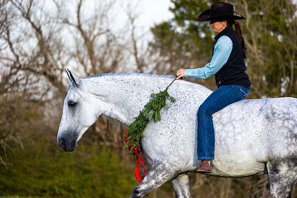 gaited-tennessee-walking-horse