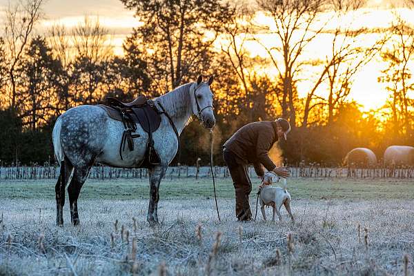 no-spook-tennessee-walking-horse