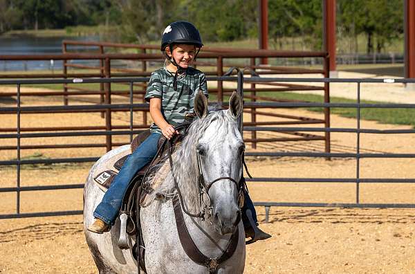 novice-rider-tennessee-walking-horse