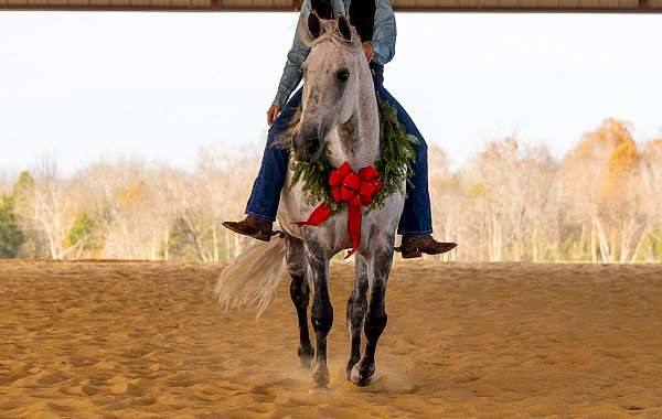 all-around-tennessee-walking-horse