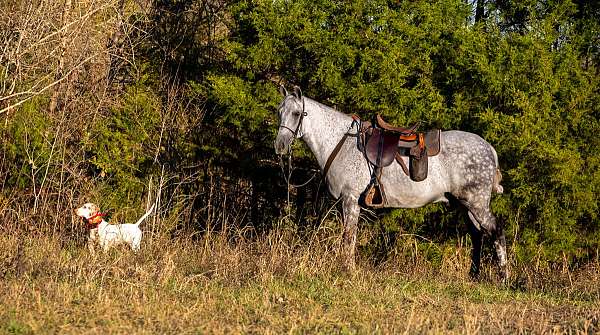 lessons-horse-tennessee-walking