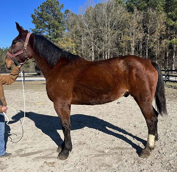 bay-draft-gelding