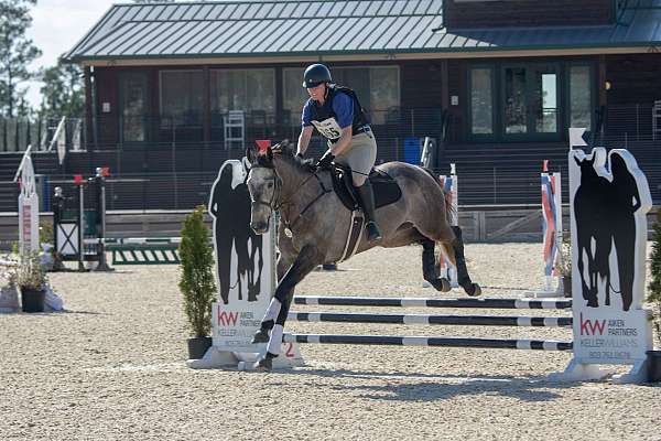 show-jumping-thoroughbred-horse