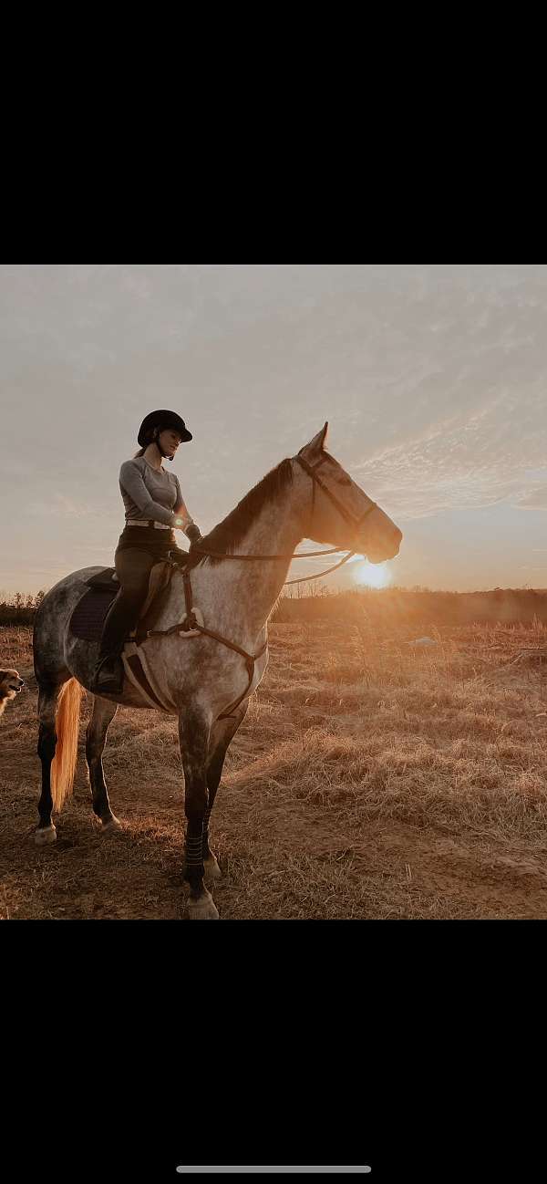 grey-thoroughbred-mare