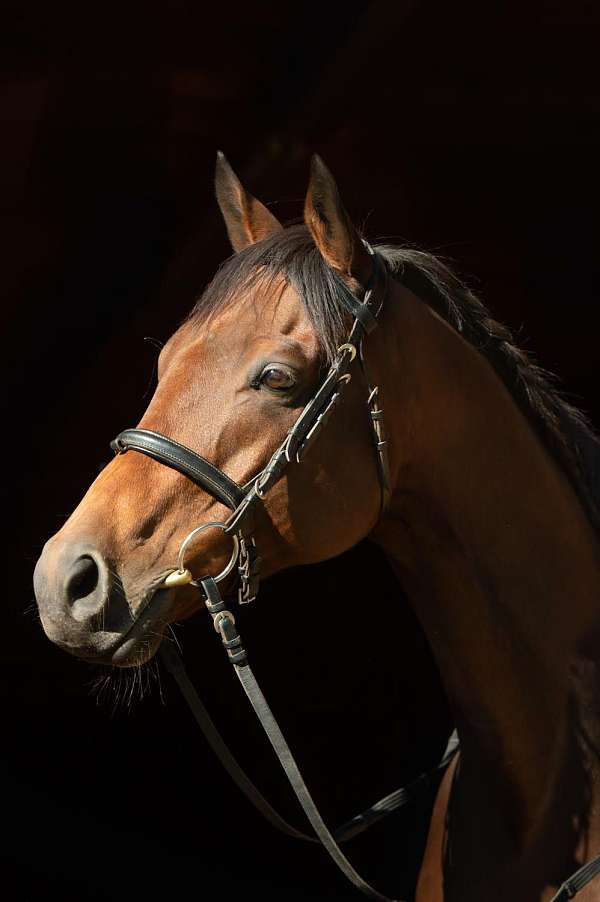 passage-thoroughbred-horse