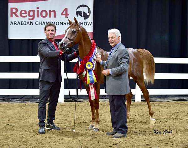 chestnut-blaze-2-rear-socks-horse