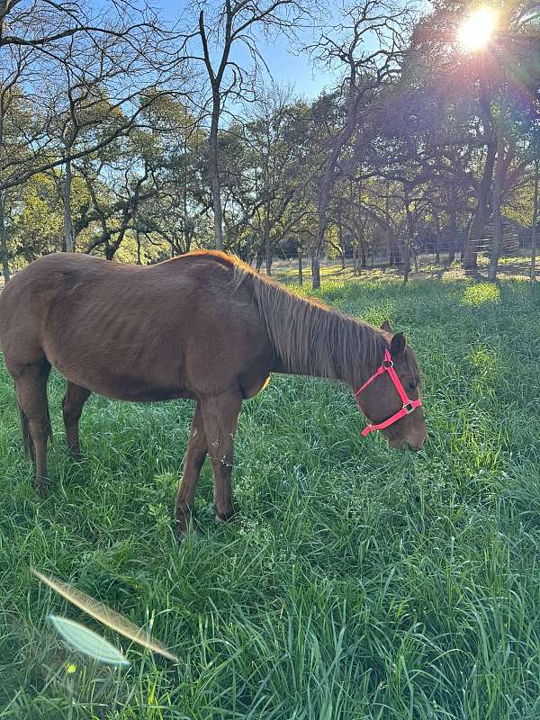 halter-rescue-mule