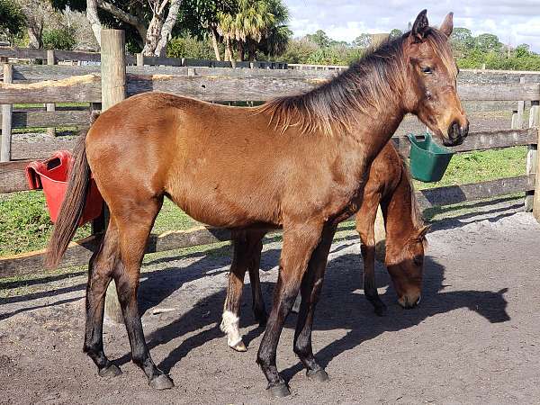 available-foal