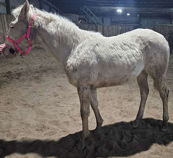 cremello-paint-filly