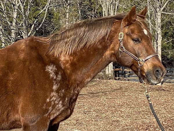 chestnut-white-ranch-horse