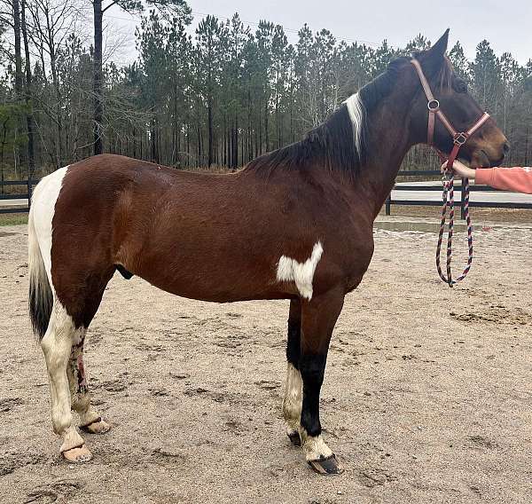 pinto-spotted-saddle-gelding