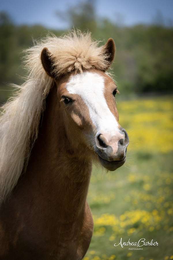 rack-icelandic-horse