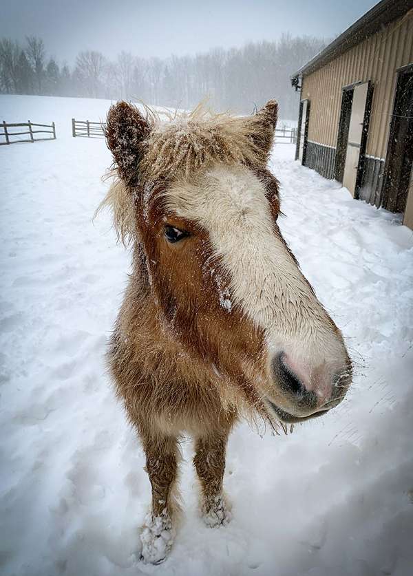 flaxen-mane-tail-horse