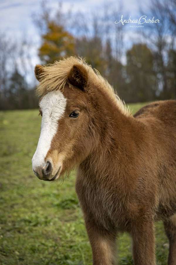 chestnut-blaze-horse