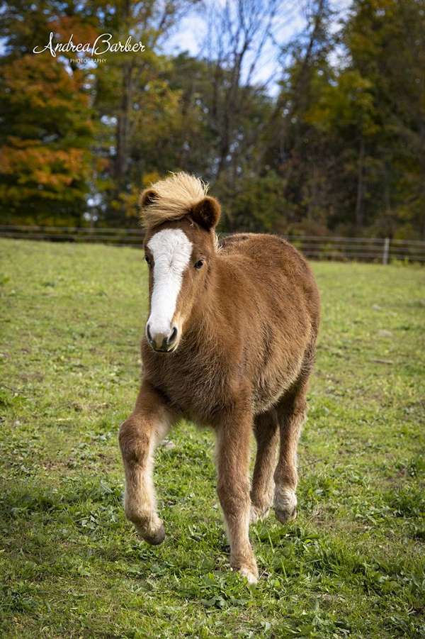 chestnut-socks-horse