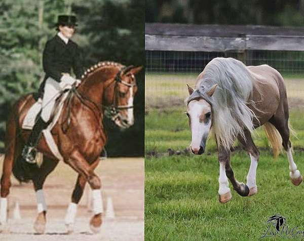 double-registered-hanoverian-pony