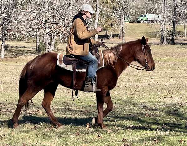 trail-riding-quarter-horse