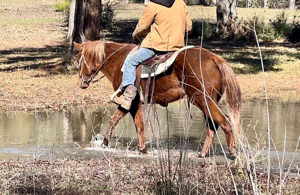 palomino-quarter-horse-mare