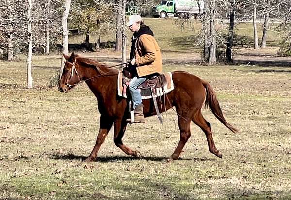 palomino-trail-riding-horse