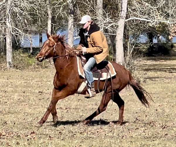 trail-riding-horse