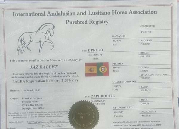 lusitano-horse-for-sale