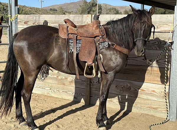 athletic-lusitano-horse