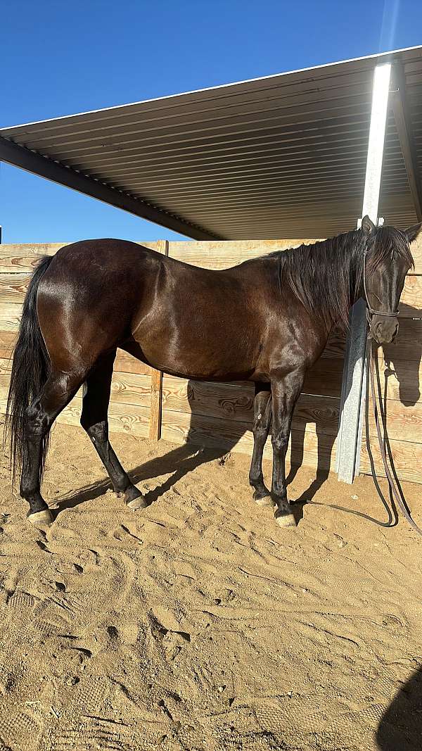 california-lusitano-horse