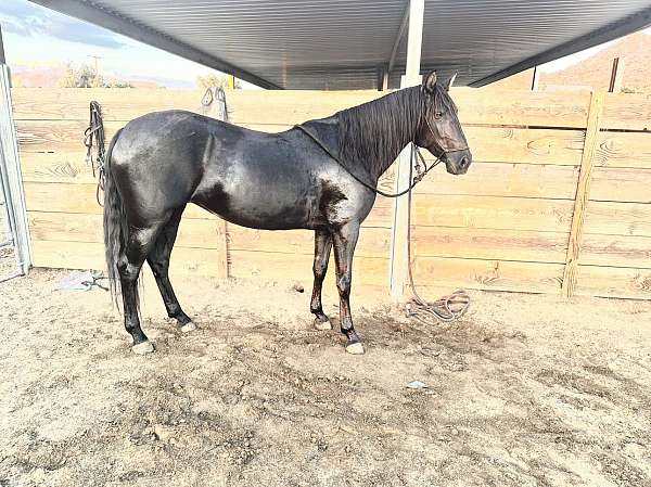 feet-lusitano-horse