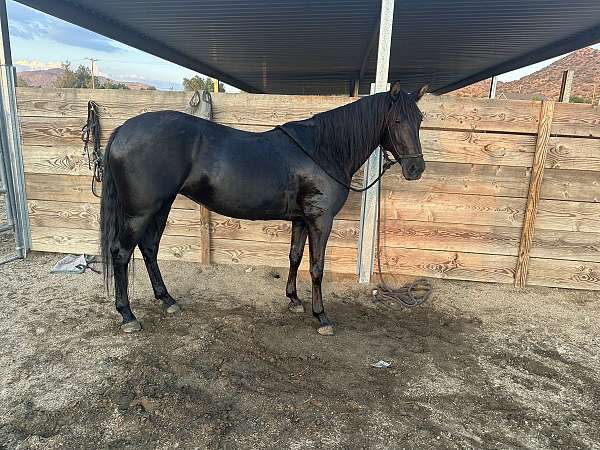 great-on-trails-lusitano-horse