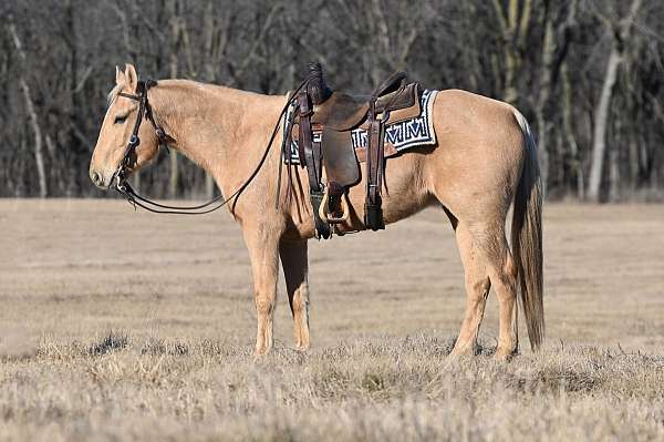 ranch-quarter-horse