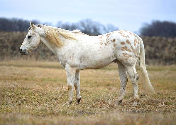 western-ridi-appaloosa-horse