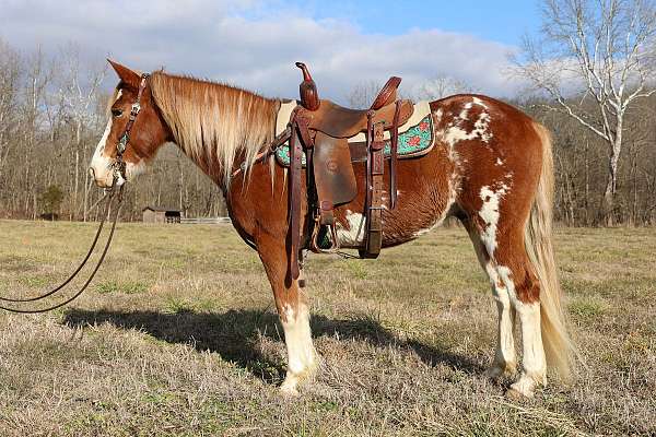pole-spotted-saddle-horse