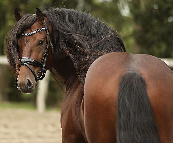 friesian-barock-pinto-horse
