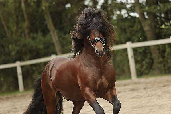 friesians-barock-pinto-horse