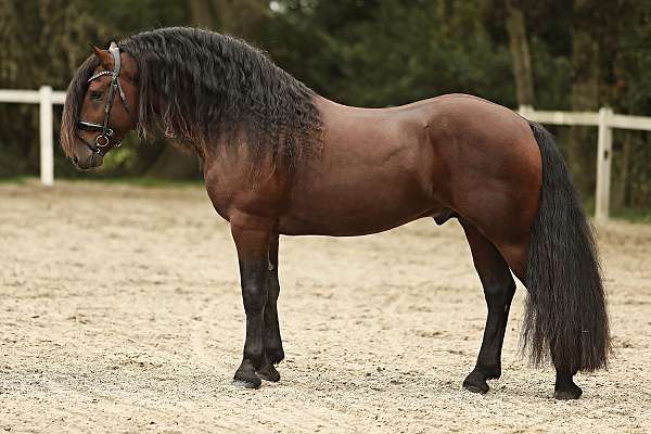 friesian-for-sale-barock-pinto-horse