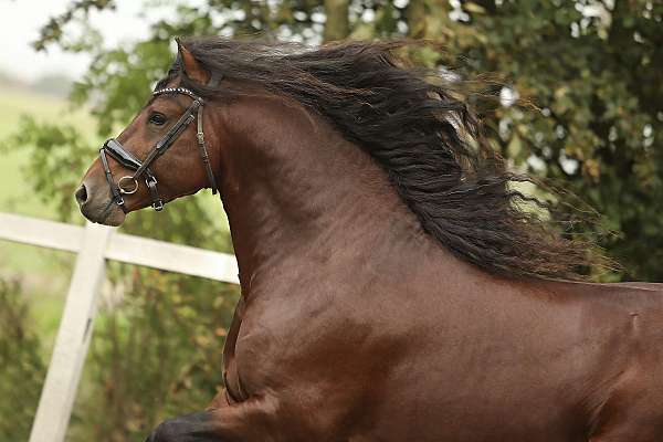 f-riesians-for-sale-barock-pinto-horse