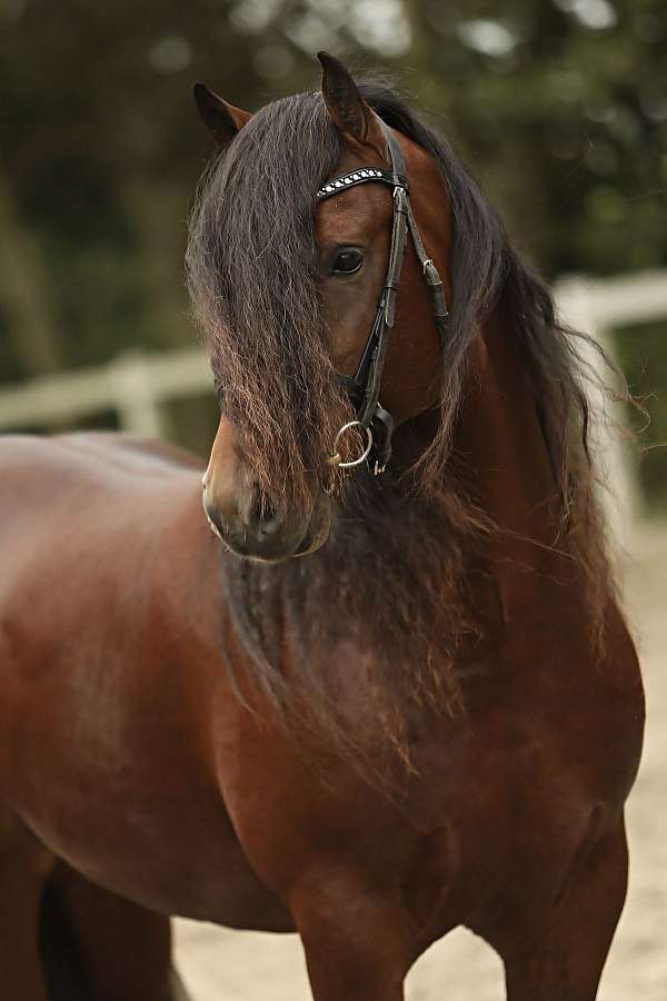friesian-stallion-barock-pinto-horse