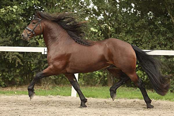 friesian-mare-barock-pinto-horse