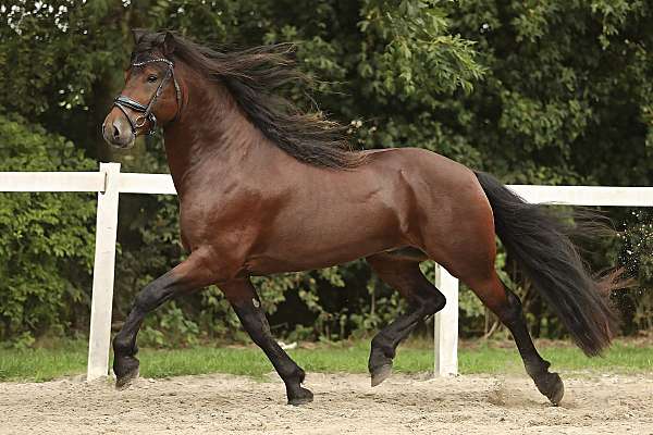 friesian-filly-barock-pinto-horse