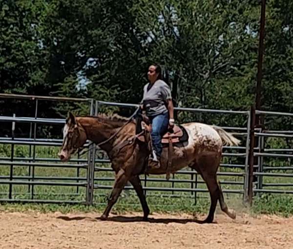 barrel-racing-trail-riding-appaloosa-horse