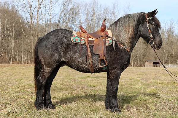 rodeo-que-draft-horse
