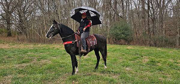 show-tennessee-horse
