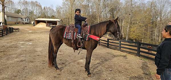 therapy-tennessee-walking-horse
