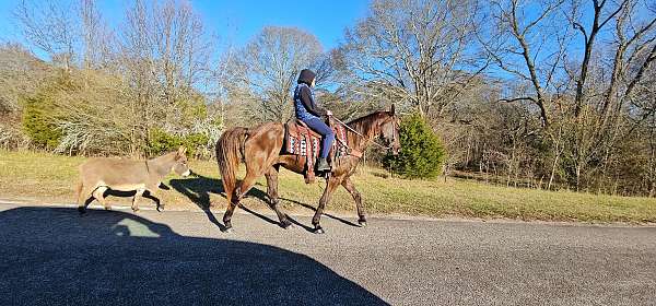 trail-gaited-horse-tennessee-walking