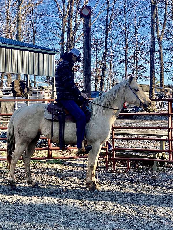 palomino-quarter-horse-mare