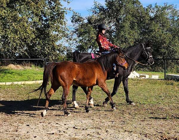 black-experienced-halter-pony