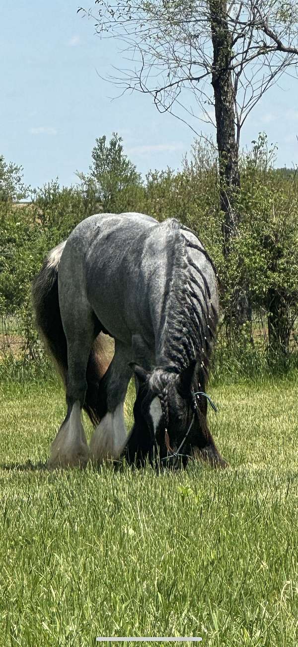 hind-leg-stockings-horse