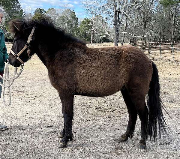 easy-to-work-with-icelandic-horse